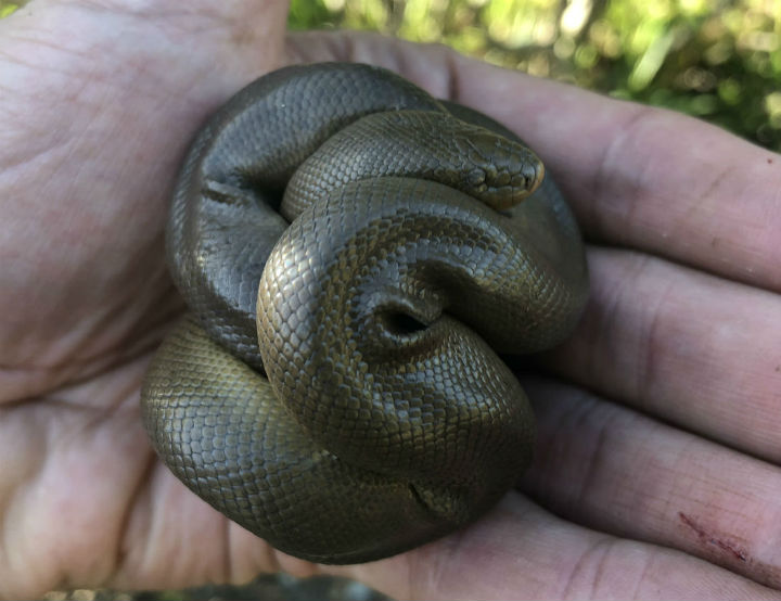 Rubber Boa